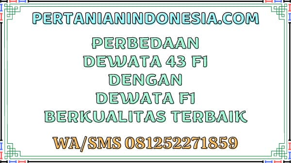 Perbedaan Dewata 43 F1 Dengan Dewata F1 Berkualitas Terbaik